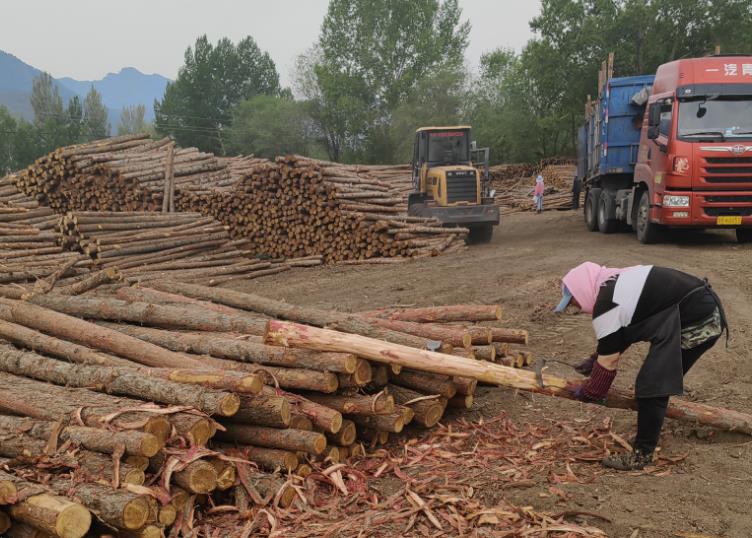 河道打桩有什么用,河边打桩一般一米几根